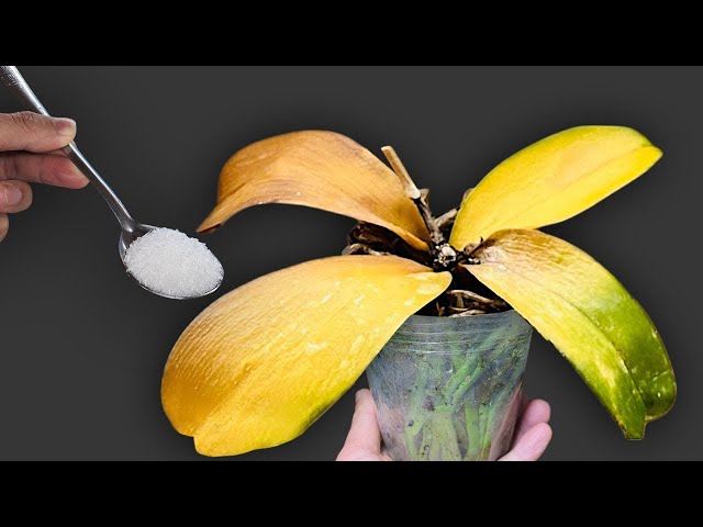 🌸Sprinkle 1 Spoon over the roots! The orchid immediately revived and bloomed all year round