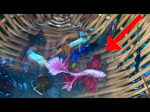 Rare Betta Fish Catching Unseen Fish Species in the Lotus Lake – Nature Betta Fishing