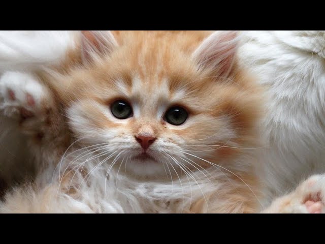 😂 Funniest Cats and Dogs Videos 😺🐶 || 🥰😹 Hilarious Animal Compilation №593