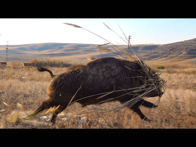 SWAMP MONSTER! TOP MASSIVE BOAR HUNTS - UNBELIEVABLE ACTION SCENES!