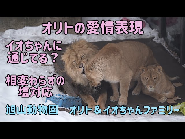 旭山動物園　オリトの愛情表現　イオちゃんに通じてる？　相変わらずの塩対応オリト　もっと構って欲しいレイ　Orito & Io family　Lion family　Asahiyamazoo