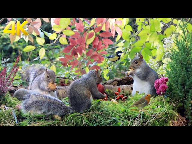 [No Ad Interruptions] Cat TV for Cats to Watch 😺 Squirrels & Cute Little Birds + Calm Forest Sounds