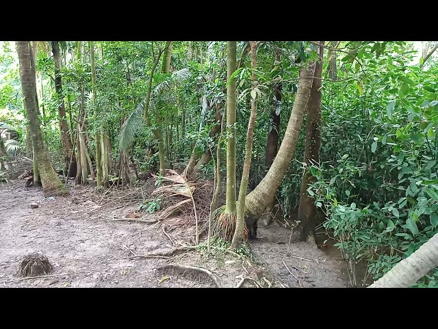 Bangladeshi village | Natural Beauty Of Bangladesh | Vlog ep 1