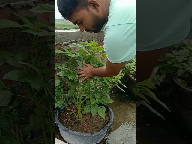 डायनासोर 🦖 प्रजाति  का साग 😱 #saag #plants #kitchengardening #flowers #garden #plantlove #shorts