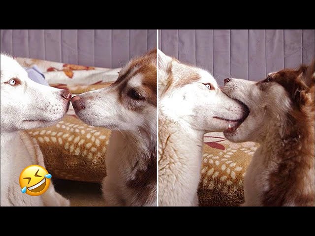 The Funniest Dog Videos In The World | Funny Dog Videos Compilation 🤣🤣🤣