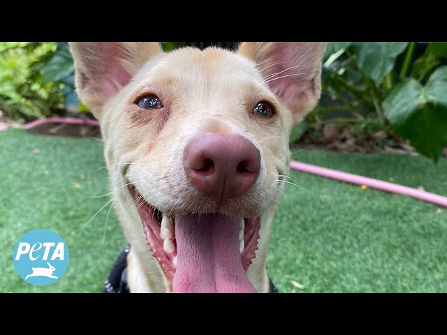 Nova the Dog Finds a Loving Home