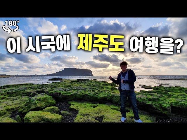 (VR 180) 천년의 숲 비자림. 집에서 즐기는 제주도 여행