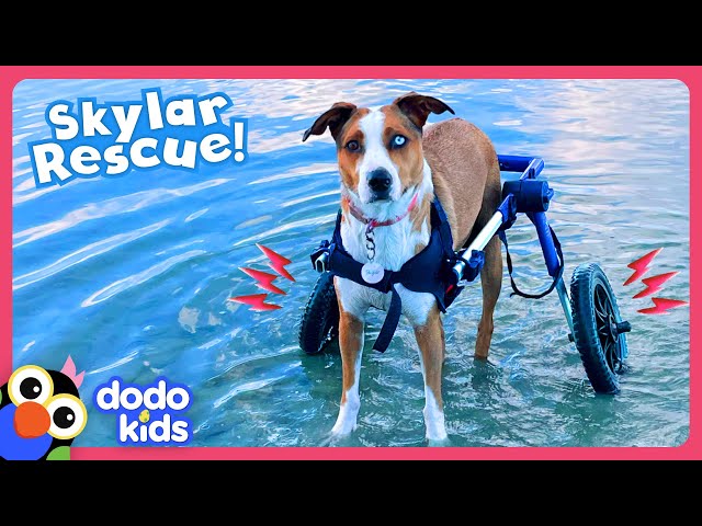 Mom Won’t Stop Until Her Pet Puppy Runs Again | Dodo Kids | Rescued!