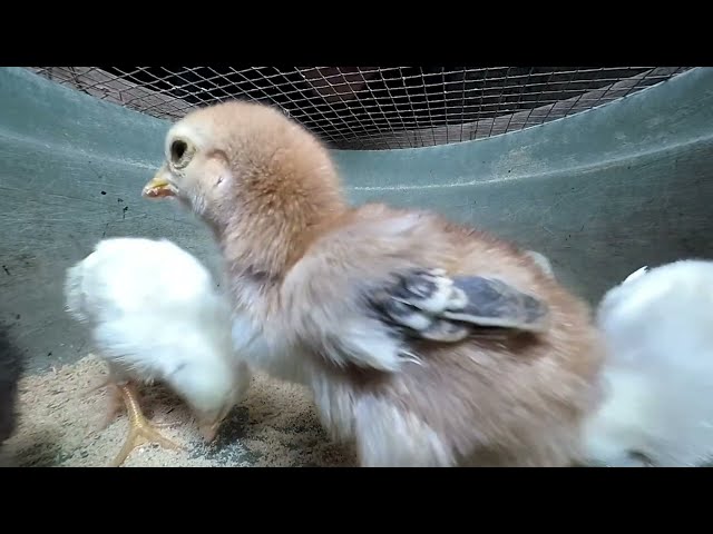 ADORABLE BABY CHICKS LOOKING FOR FOOD 🐥🐤 VR180° ARTBIZ 360 🧭 VR INDONESIA