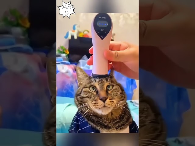 Collection of funny cat videos!!!!!!!!!!!        #funnycats #funnyanimals #funnycat #funnycatvideos