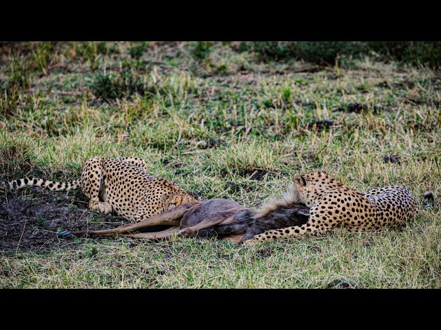 ULTIMATE AFRICAN SAFARI: Encounter the Big 5 in stunning 4k Footage