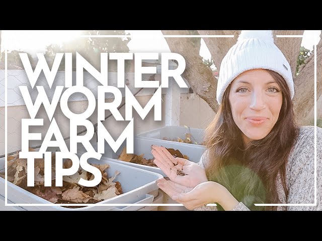 How to Maintain a Worm Farm (in Winter) | Week 3 of Worm Farm Maintenance | Worm Farm With Me