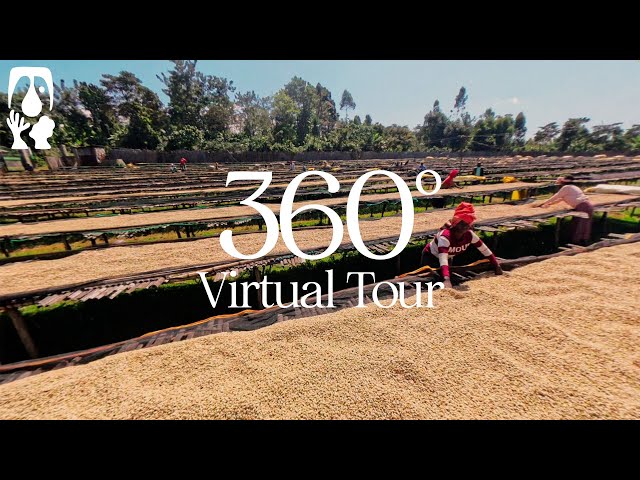 Daye Bensa Coffee [Damo] - TYPICA's 360° Virtual Tour