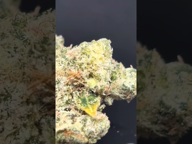 DopeCheck: 🇺🇸 Cali-X Sour Gee (SOUR DIESEL X FACE OFF OG)