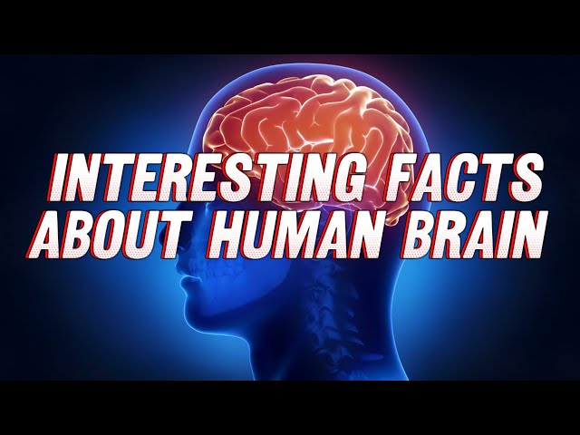 10 Interesting Facts About Human Brain