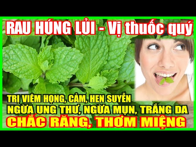 Rau Húng Lủi/Húng Bạc Hà - Loại Rau Gia Vị Nhiều Công Dụng Tốt Cho Sức Khỏe & Nhiều Món Ăn Ngon.