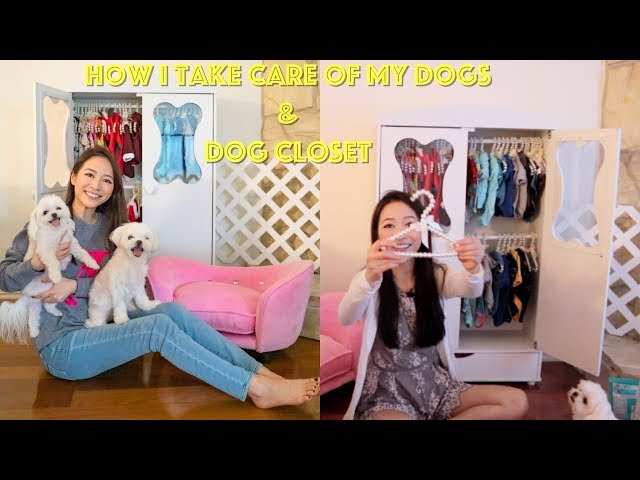 (中文English Subs) ❤️Elaine Hau - 我如何照顧我的狗狗 🐶狗狗衣櫥 👕How I Take Care of My Dogs & Dog Closet