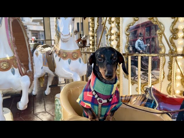 MINI DACHSHUND HITS THE TOWN | A DREAMY AFTERNOON UNDER THE SUN