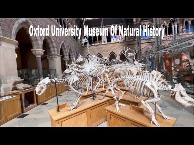 Oxford University Museum Of Natural History