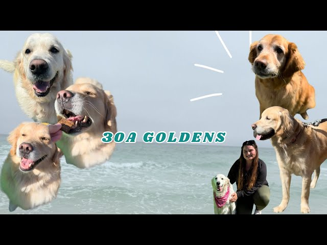 30A Golden Retriver Meet Up| National Golden Retriver Day| Vendor set up