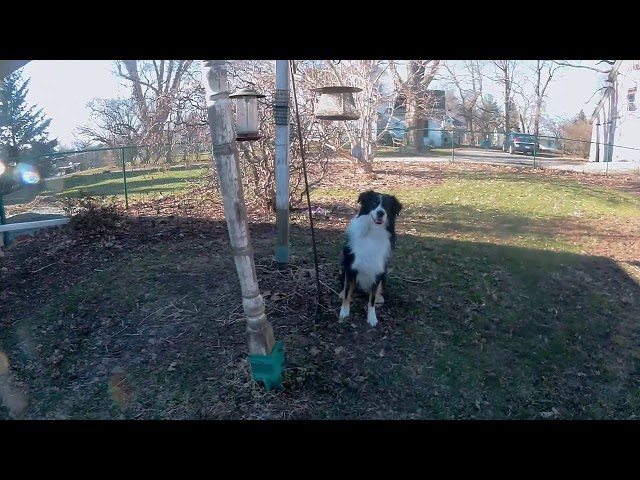 2019 04 08   backyard suspended hide