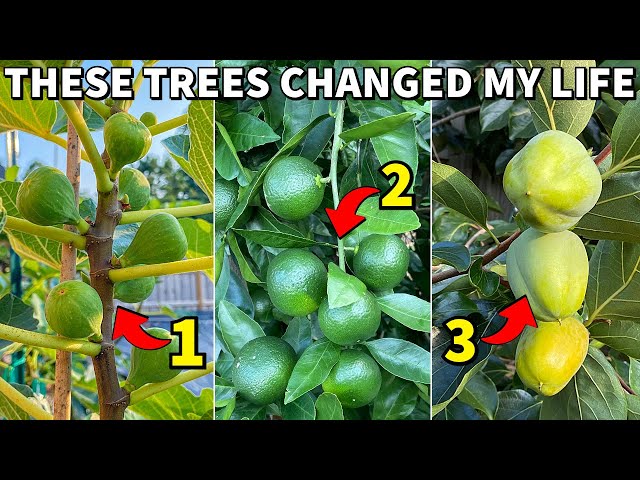 The 3 Fruit Trees That Changed My Life FOREVER!