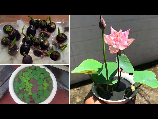 How to grow mini lotus in pots - Plant lotus from seed