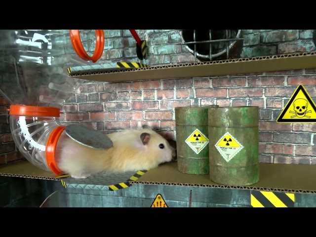 🐹 Hamster escapes the amazing maze! 🐹 Real life traps