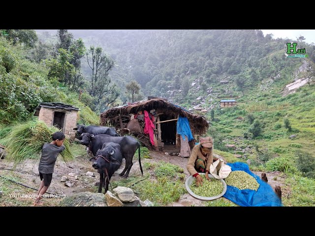 This is Himalayan Nepali Village Life | Naturally And Beautiful Himalayan Winter Season Lifestyle |