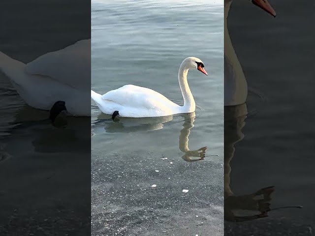 Do you want to see a beautiful Swan