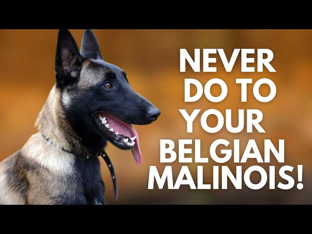 5 Things You Must Never Do to Your Belgian Malinois