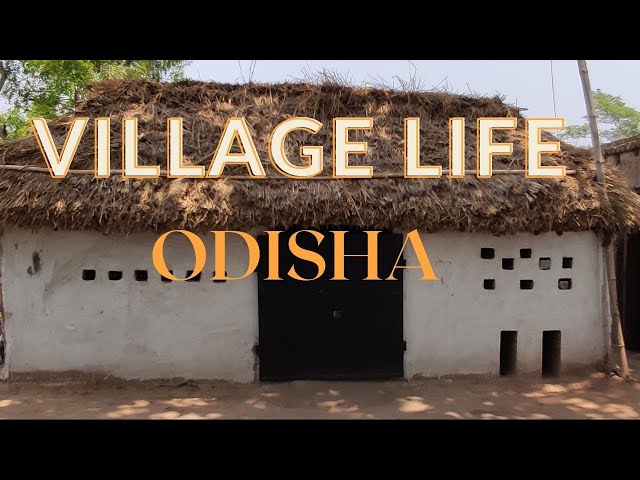 Village life in Odisha | Odisha village life |Odia Vlog