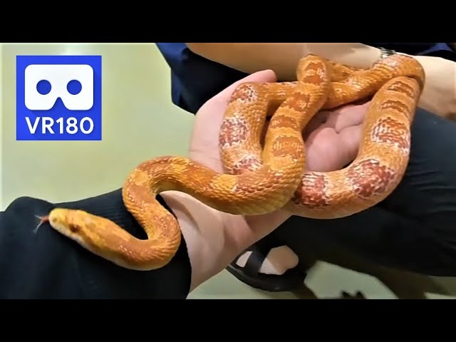 3D 180VR 4K Corn Snake on my hand 😍😍 I'm embarrassed