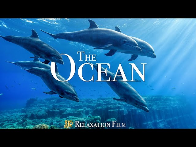 The Ocean 8K - Scenic Wildlife Film With Calming Music