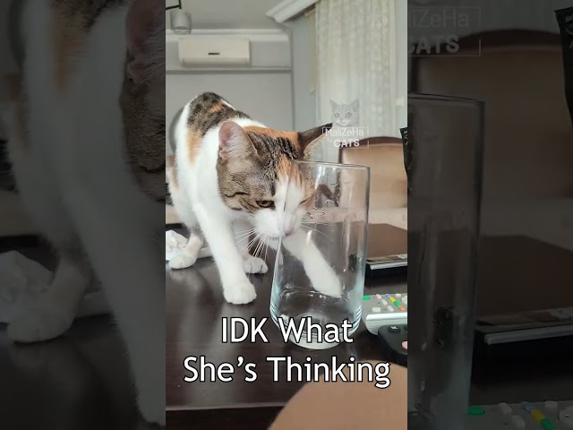 Cat Trying to Reach the Bottom of a Glass