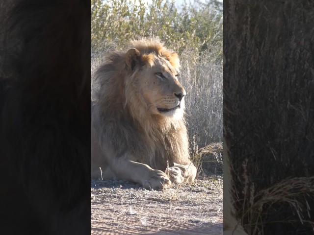 Declared Free-The Lion #shortvideos #wildlife #amazing #beautiful #lion