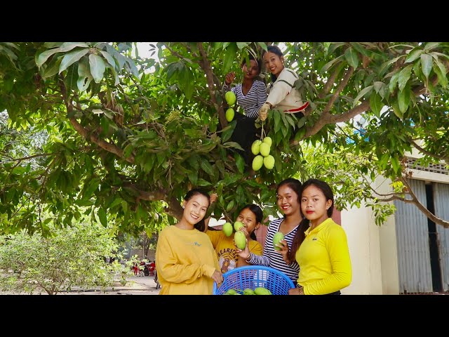 Eating Young Mangoes Fruits At Village Mango Farm | Thyda Cooking TV|