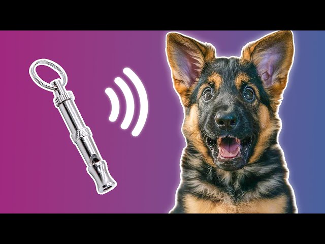 Dog Whistle Sound - Ultrasonic Sound for Dogs