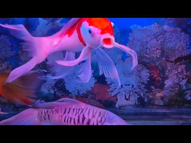 Soothing Underwater Beauty: Relaxing ASMR Aquarium Ambience, colour fish