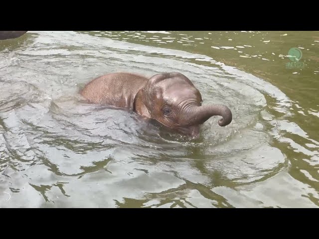 Playful Baby Elephant Jun - ElephantNews