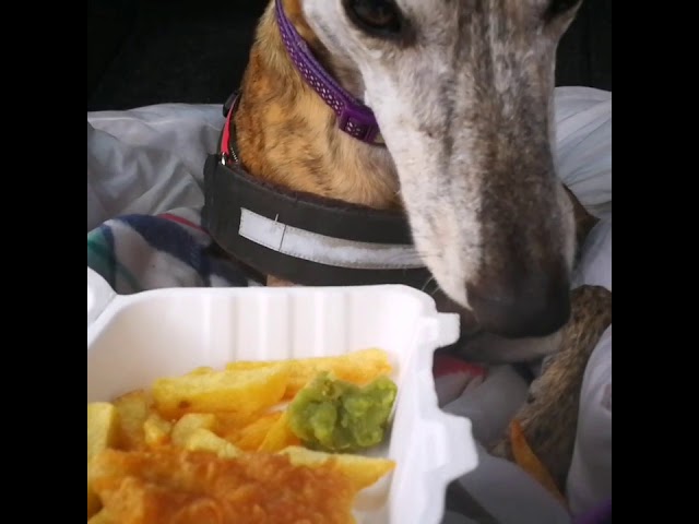 Greyhound tries fish & chips