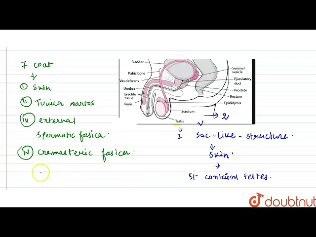 What is scrotum?