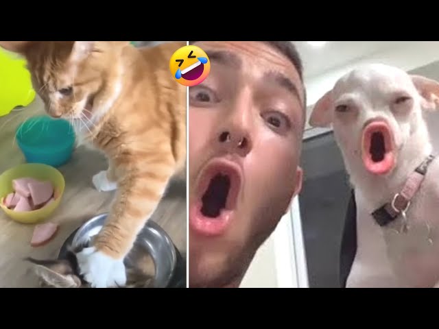 Funny Dogs And Cats Videos 2023🤣😹  Funny Animals😉  Wholesome Moments #2