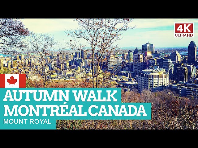 MONTRÉAL Canada | Mount Royal | 4K Autumn Walking Tour NON-STOP