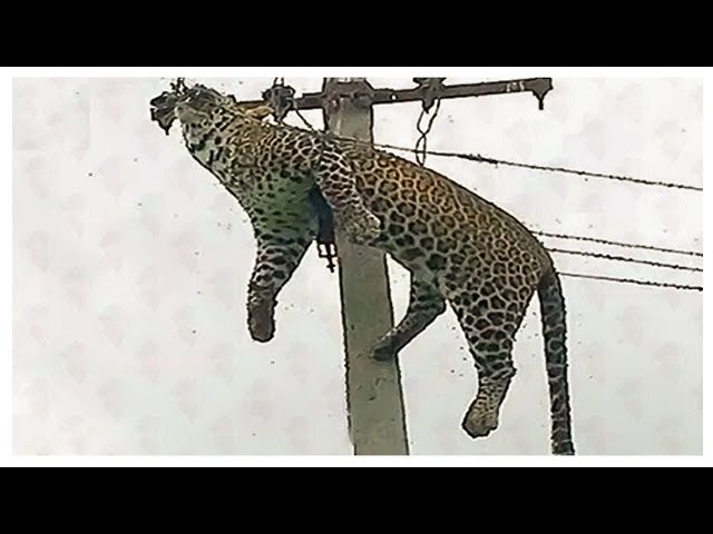 10 TRAGIC MOMENTS OF ANIMALS THAT WERE ELECTROCUTED