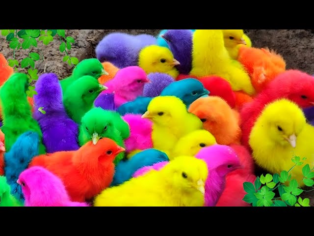 Menangkap ayam lucu, ayam warna warni, ayam rainbow, bebek, angsa, ikan hias, ikan cupang, Kelinci