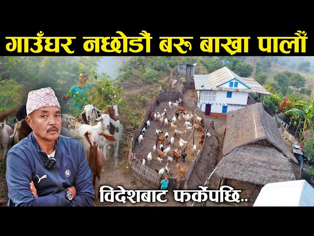 गाउँघर नछोडौं बरु बाख्रा पालौँ : राम ब.तामाङ