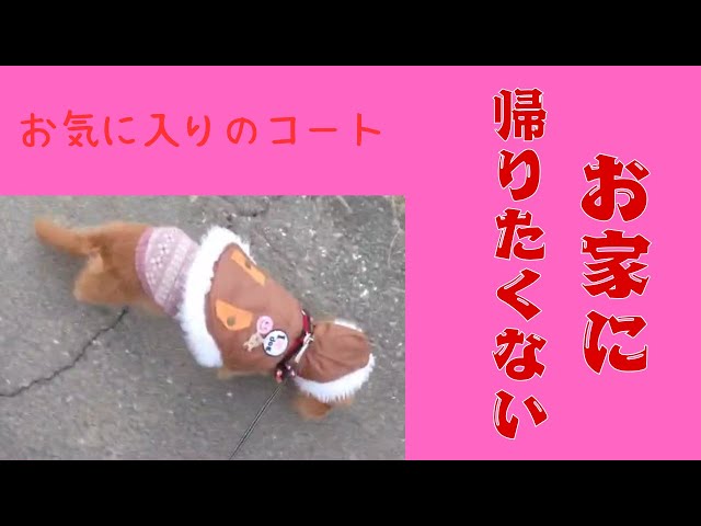 2024/09/21 お気に入りコート着て散歩、お家に帰りたくないななちゃん