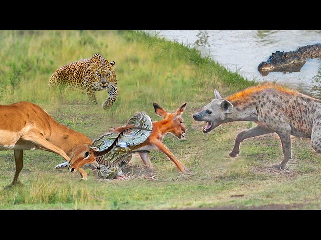 Unable To Steal Prey From The Python, The Hyena Took Both Of Them With It And The Ending Surprising