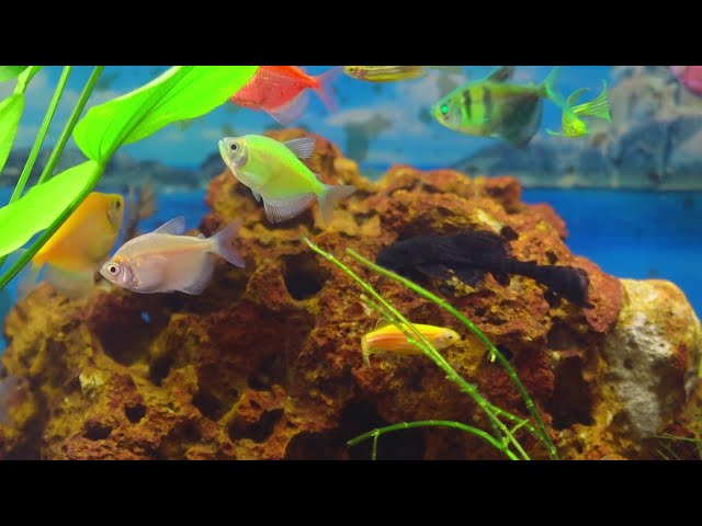 Tetra fish colorful, live 01 EP 07